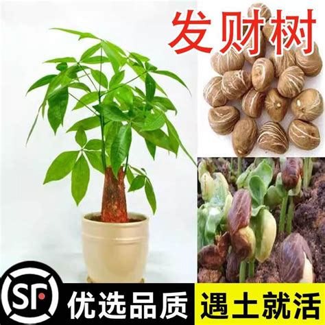 發財樹種子|發財樹種植｜什麼是發財樹？10 個發財樹種植技巧+新 